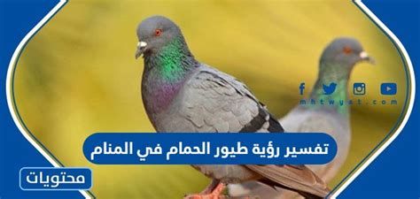 الحمَّام في المنام وتفسير رؤية الحمَّامات في الحلم بالتفصيل