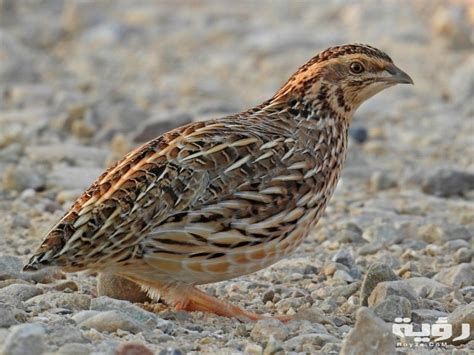 السمان في المنام وتفسير رؤية ذبح وأكل السمان في الحلم بالتفصيل