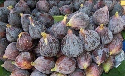 التين في المنام وتفسير رؤية التين في الحلم