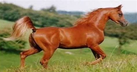 الحصان البني في المنام للعزباء لابن سيرين