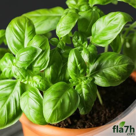 الريحان في المنام لابن سيرين و النابلسي