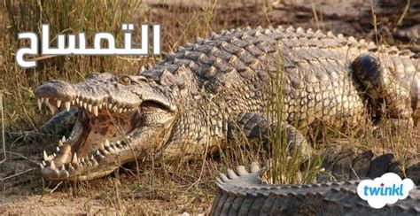 التمساح في المنام وتفسير رؤية التماسيح في الحلم بالتفصيل