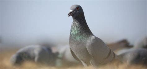 الحمَّام في المنام وتفسير رؤية الحمَّامات في الحلم بالتفصيل