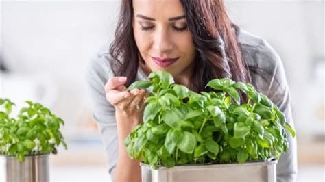 الريحان في المنام لابن سيرين و النابلسي