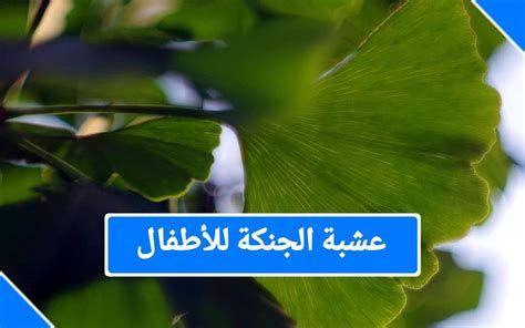 أين أجد عشبة الجنكة