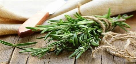 استخدامات الروزمارى الأخضر