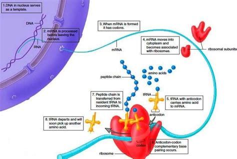 أهم مصادر البروتينات