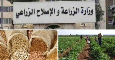 أفضل أنواع القمح