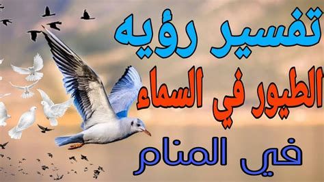إطعام الطيور في المنام