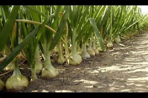 أفضل حبوب لهشاشة العظام