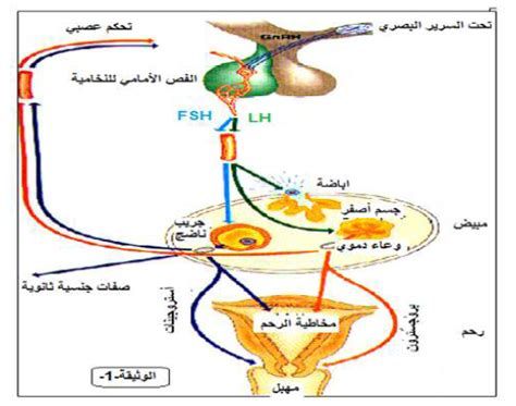 أفضل حبوب لهشاشة العظام