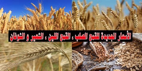 أفضل أنواع القمح