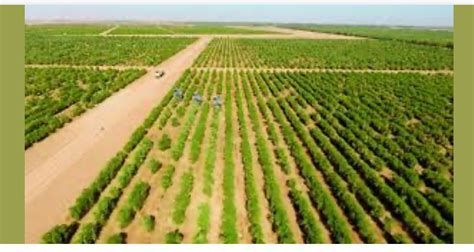 أفضل ماركة زيت الزيتون في مصر