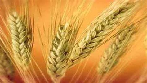 أفضل أنواع القمح