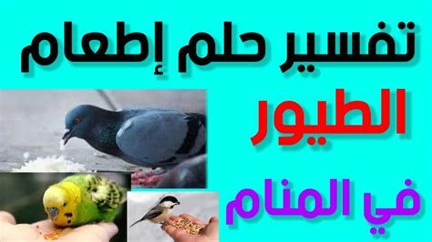 إطعام الطيور في المنام