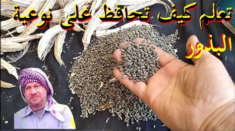 أفضل أنواع القمح