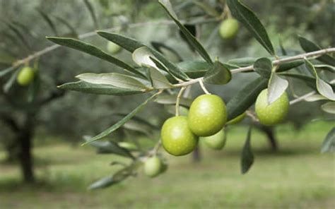 أفضل ماركة زيت الزيتون في مصر