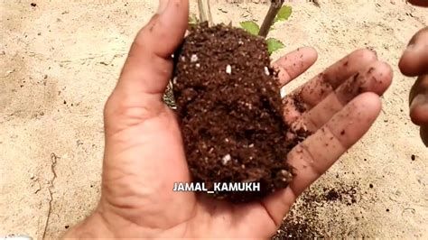 أفضل أنواع القمح