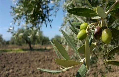 أفضل ماركة زيت الزيتون في مصر