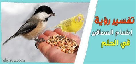 إطعام الطيور في المنام