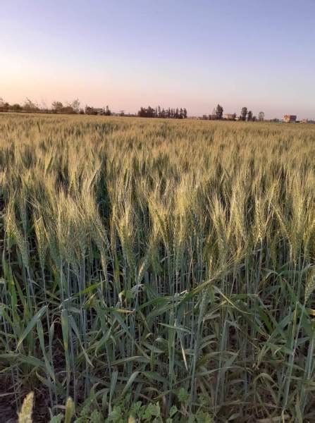 أفضل أنواع القمح