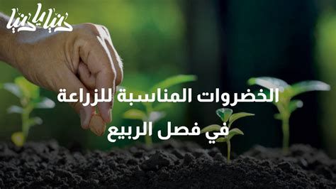 أفضل أنواع القمح