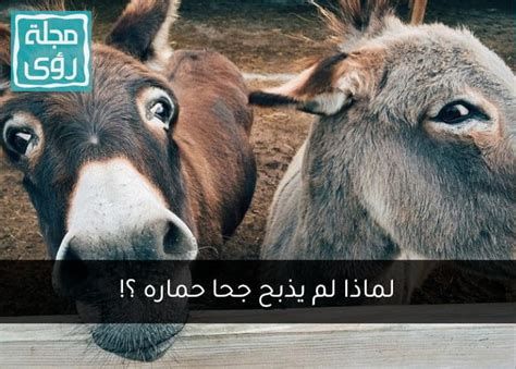 لماذا ياكل الحمار الشوك