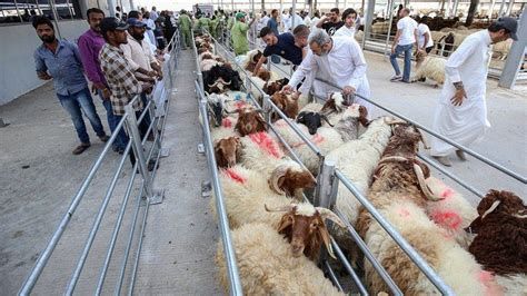 رابط حجز موعد للمسلخ الكويت 2025 وأسعار الأضاحي في الكويت