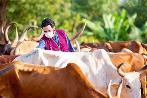 رابط حجز موعد للمسلخ الكويت 2025 وأسعار الأضاحي في الكويت