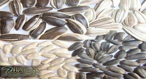 مفاجاة صادمة ماذا يفعل اللب السورى فى جسم المرأة اذا تناولتة بشكل يومي.. لن تتخيل كنز موجود في المحلات!!