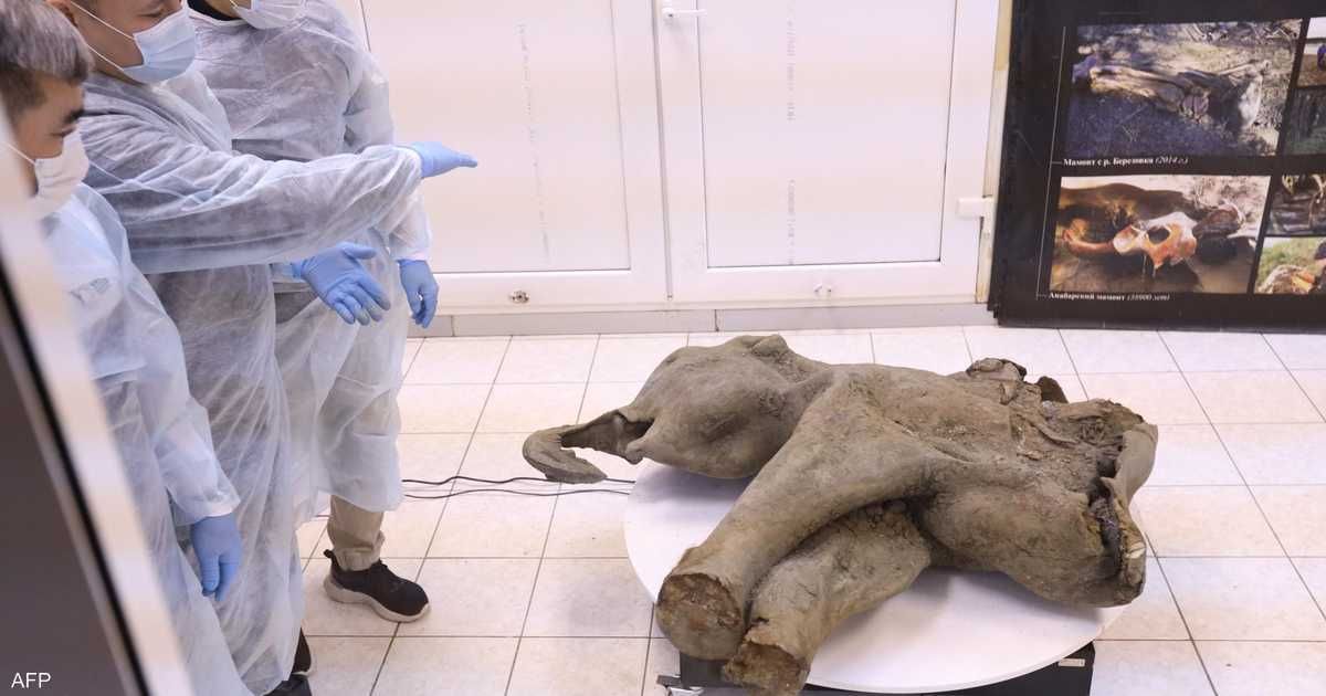 العالم اليوم - عمرها 50 ألف سنة.. روسيا تعرض الماموث "إيانا"