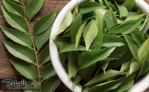 "معجزه ربانية من الباري لعباده!".. عشبة جبلية تمتص السكر في الدم.. وهي أقـوى سبعين مرة من إبر الانسولين.. تعرف عليها.!