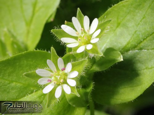 "ضاع عمرك وانتي مش عارفاها".. الفنانة مي كساب تكشف عن عشبة جبارة وسحرية موجودة في كل مطبخ لإزالة الكرش المترهل في 3 أيام وإنقاص الوزن !