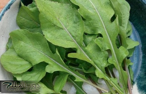 يوضع سره في أضعف خلقه.. شابة يمنيه تكشف عن عشبة رهيبة مفعولها جبار يقضي على السرطان نهائيا موجودة في كل مطبخ.. ازاي عايش وانت مش داري عنها!