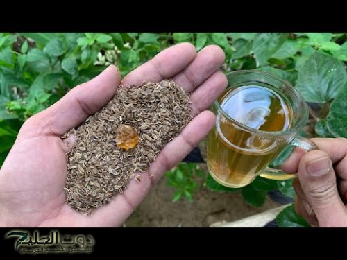 "العطارين عارفين مفعولها يساوي ذهب" ... عشبة جهنمية فى مطبخك علاج سحري لـمرضي السكر وتقضي علي النقرس والحل الأمثل لـ"ضغط الدم"!