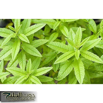 وداعاً للسرطان.. عشبة سحرية مفعولها صاروخ تقضي على السرطان تماما وتنمو في فصل الشتاء.. طريقة الإستخدام!!