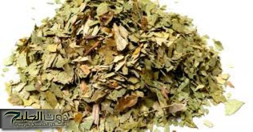عشبة سنا لتنظيف القولون وتحسين الهضم