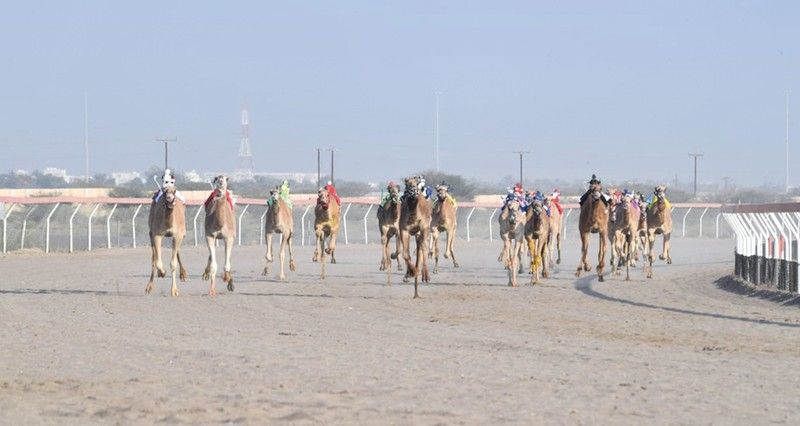 اليوم.. انطلاق مهرجان كأس جلالة السلطان المعظم للهجن 2025م