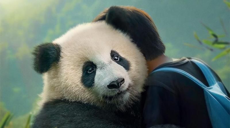 صداقة تجمع بين الباندا والطفل.. فيلم Moon the Panda يصل إلى مصر