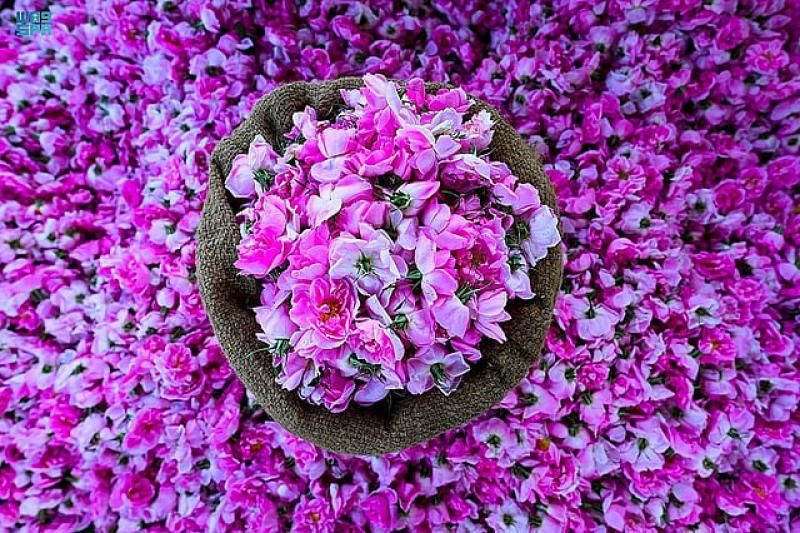 ريف السعودية يطلق حملة للتوعية بأهمية الورد في الطائف ودعمه كمورد اقتصادي...