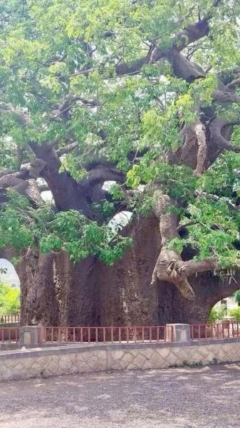 عاشت 2000 سنة.. ما السبب وراء انهيار شجرة الغريب اليمنية؟