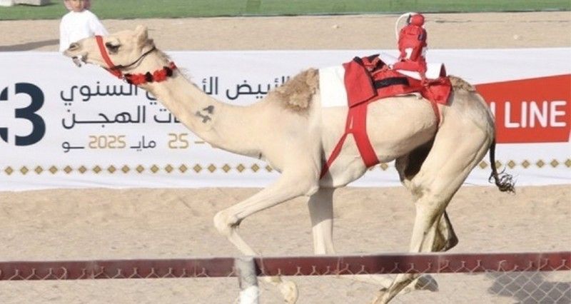 ختام مهرجان الأبيض الأهلي السنوي الـ 13 لسباقات الهجن بسناو