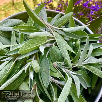 ضاع عمرك وانت متعرفش» .. عشبة طبيعية تضبط مستوي السكر في الدم وتحارب الشيخوخة والتجاعيد وتمنح القوة والشباب