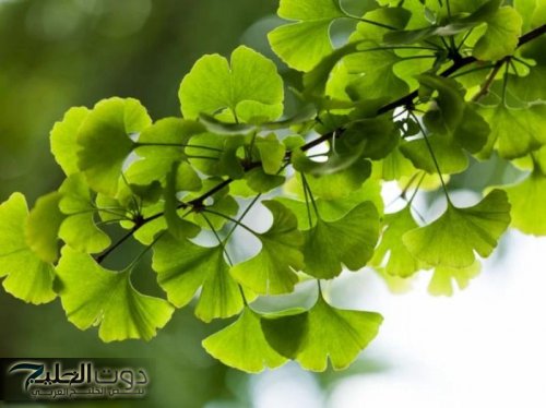 «عشبة الخلود!»...تقوي الذاكرة وتعيد الشباب وتجدد الطاقة.... كنز ربانى في كل منزل...اكتشف فوائدها العظيمة