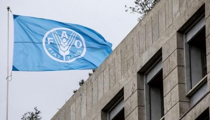 عاجل: إنتاج قياسي للحبوب خلال 2025.. «الفاو» تتوقع طفرة في المحصول العالمي
