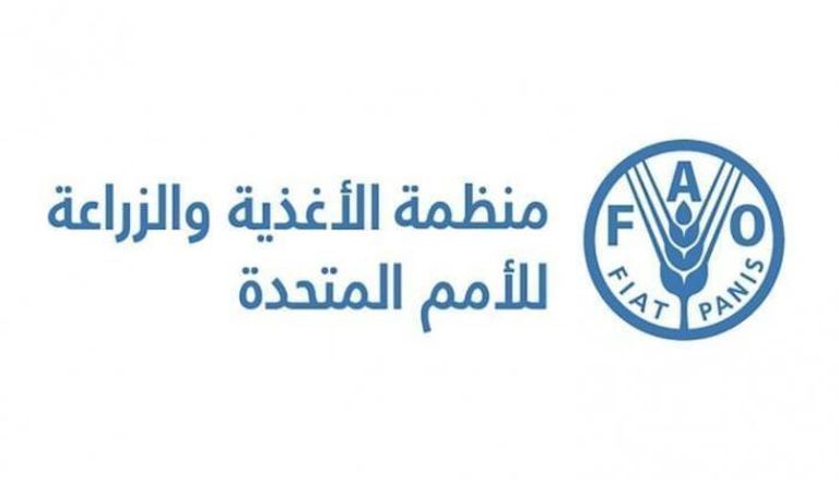 عاجل: إنتاج قياسي للحبوب خلال 2025.. «الفاو» تتوقع طفرة في المحصول العالمي