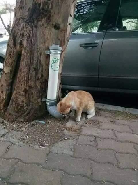 عاجل: قطط وكلاب الشوارع.. أرواح تبحث عن ظل وقطرة ماء