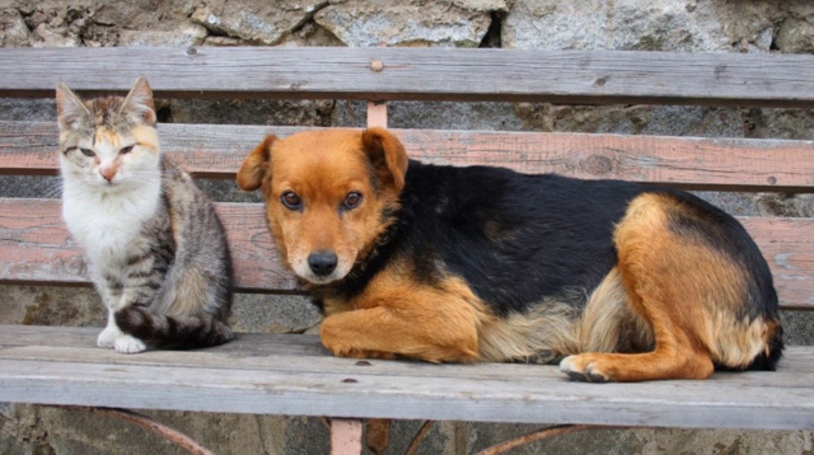 عاجل: قطط وكلاب الشوارع.. أرواح تبحث عن ظل وقطرة ماء