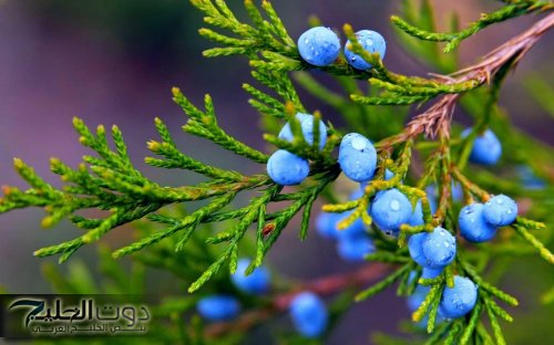 اكتشف سر العشبة السحرية التي تعيد احياء الكبد وان كانت تالفة وتقضي على الكولسترول وتعالج السعال والزكام