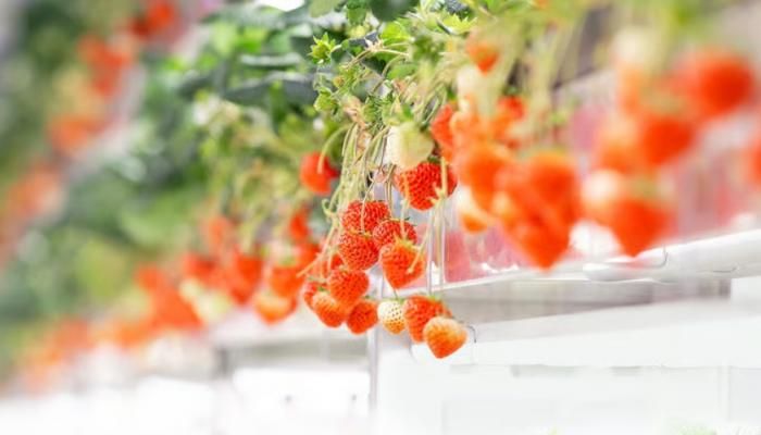 عاجل: للرفاهية وجه آخر.. فاكهة للأثرياء فقط